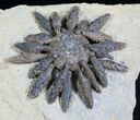 Superb Reboulicidaris Urchin Fossil - Lower Jurassic #5918-2
